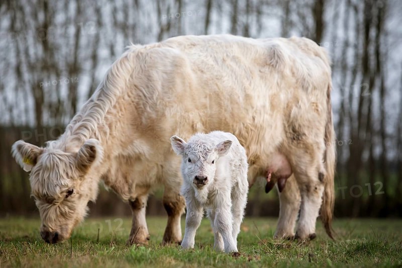 Galloway cattle (Bos primigenius taurus) with blond pigmentation