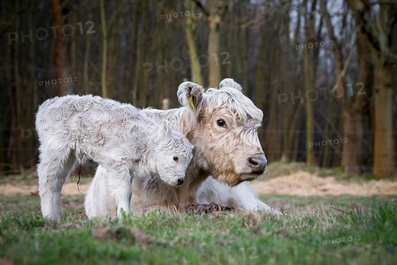 Galloway cattle (Bos primigenius taurus) with blond pigmentation