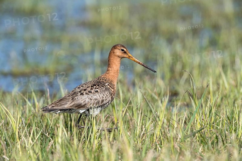 Black-tailed godwit (Limosa limosa) in wetland