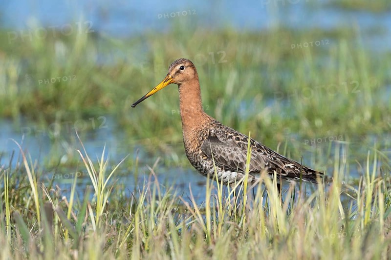 Black-tailed godwit (Limosa limosa) in wetland