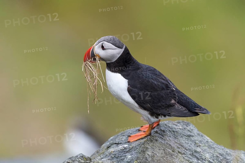 Puffin (Fratercula arctica) sits with nesting material on rock