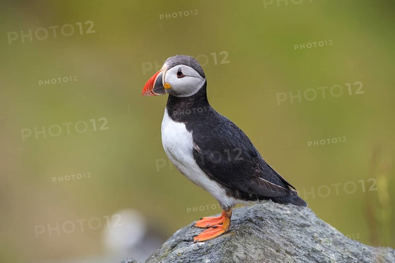 Puffin (Fratercula arctica) sitting on rock