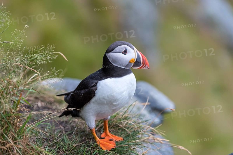 Puffin (Fratercula arctica)