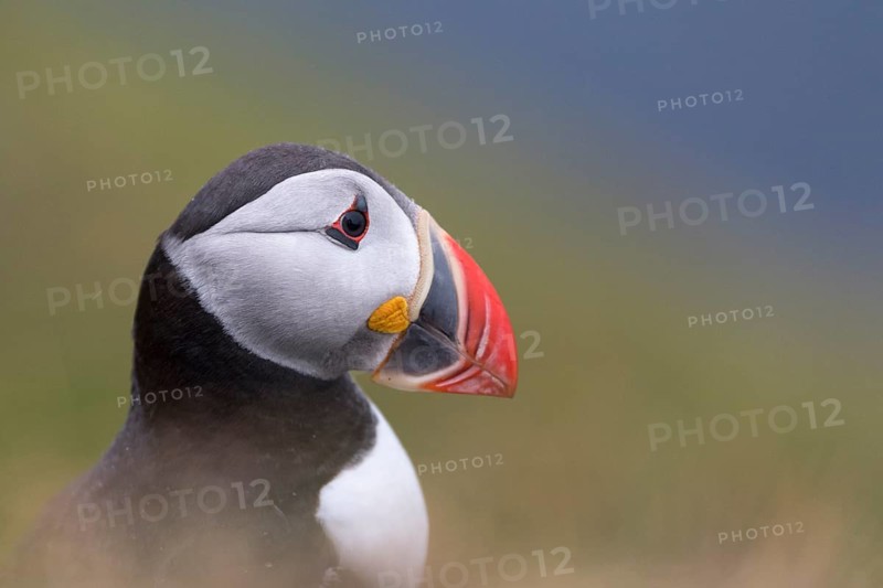 Puffin (Fratercula arctica)