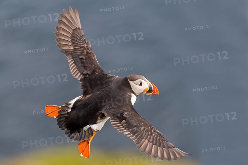 Puffin (Fratercula arctica) in flight