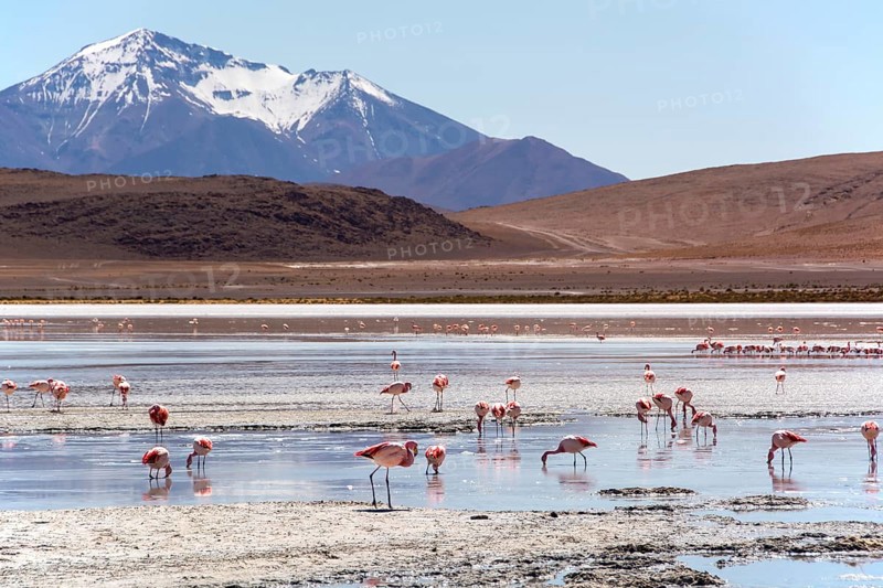 Laguna Hedionda with James's flamingos (Phoenicoparrus jamesi) in shallow water