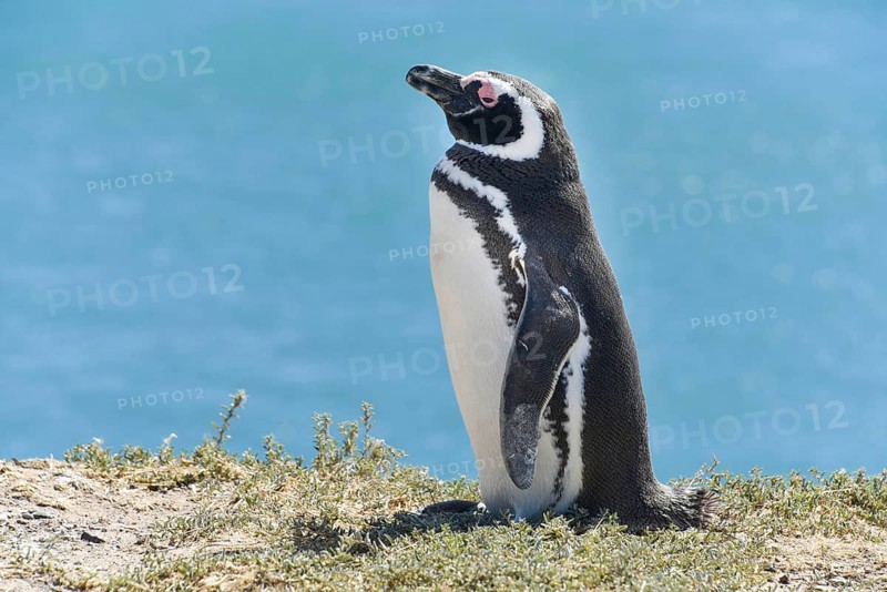 Magellanic penguin (Spheniscus magellanicus)