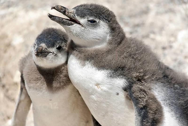 Magellanic penguins (Spheniscus magellanicus)