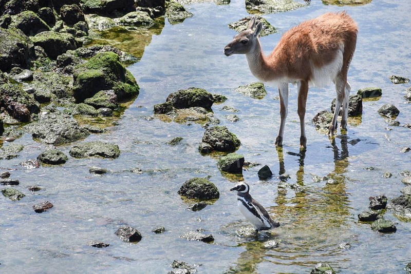 Magellanic penguin (Spheniscus magellanicus) with Guanaco (Lama guanicoe)