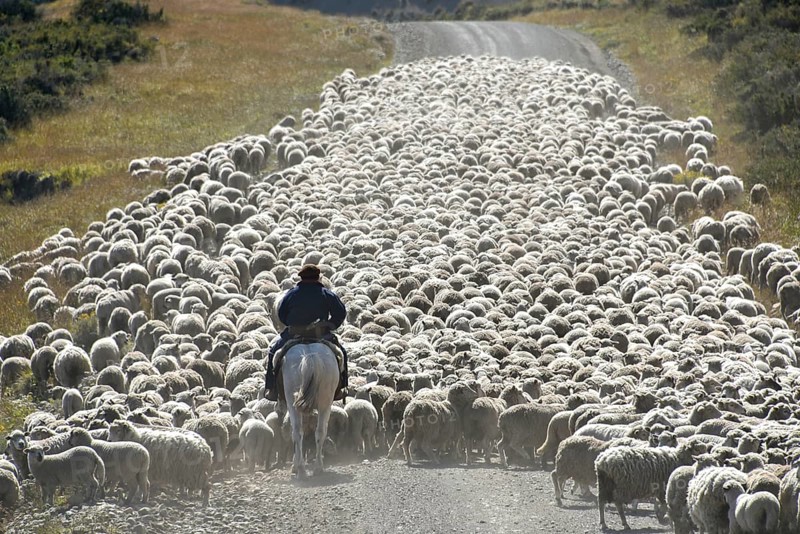 Gaucho on horseback drives huge flocks of sheep