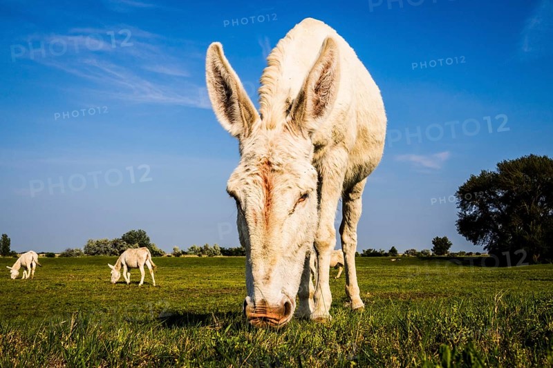 Austrian-Hungarian white Donkey (Equus asinus asinus)