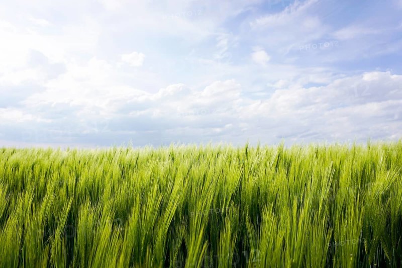 Barley field in spring