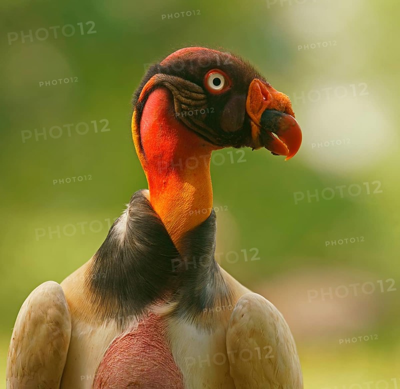 King vulture (Sarcoramphus papa)