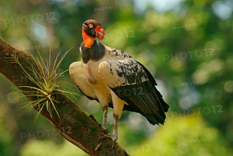 King Vulture (Sarcoramphus papa) stands on a branch