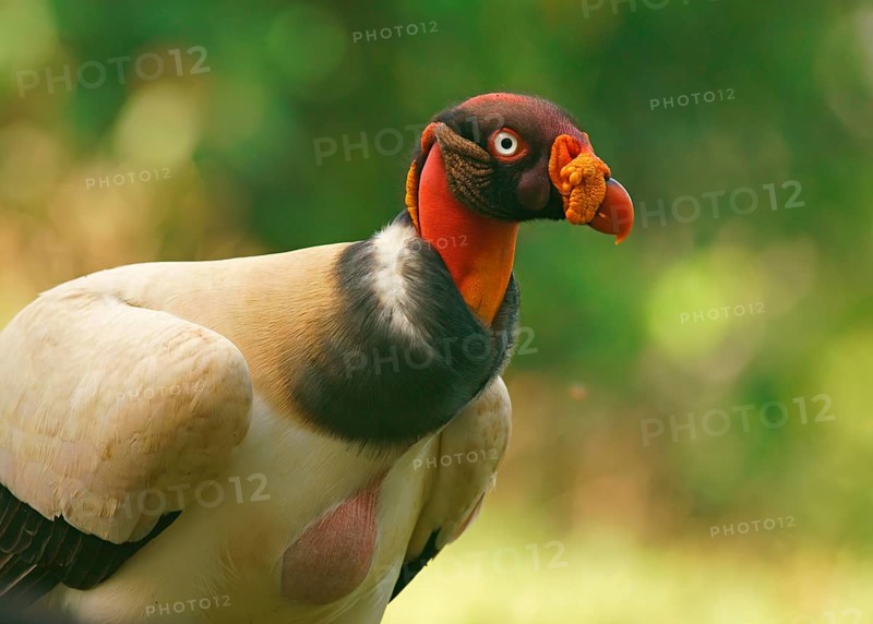 King vulture (Sarcoramphus papa)