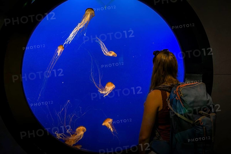 Visitor in front of an aquarium with Japanese sea nettle (Chrysaora pacifica)