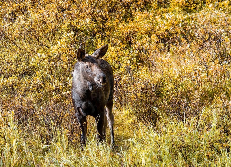 Young elk stands in bushes