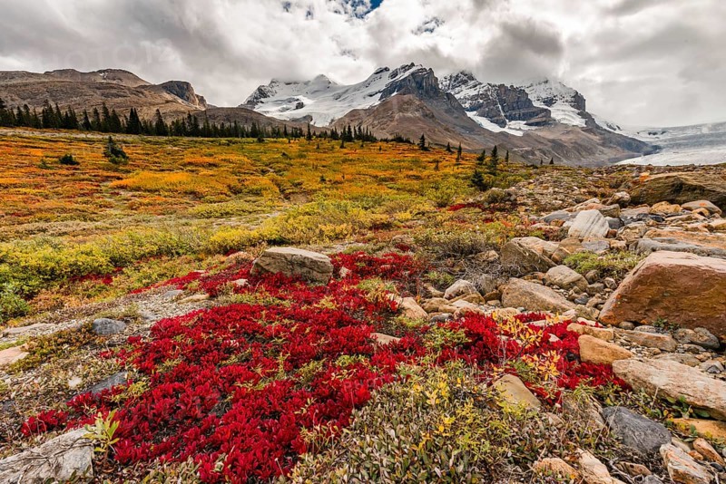 Barren Landscape