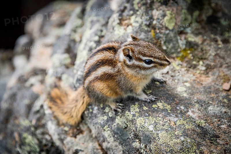 Eastern chipmunk (Tamias striatus)