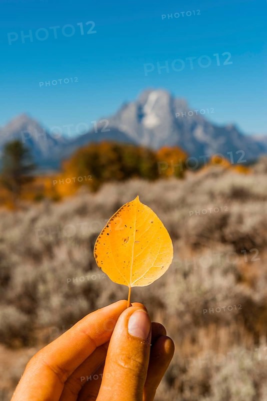 Hand holding yellow autumn leaf of a Common aspen (Populus tremula)