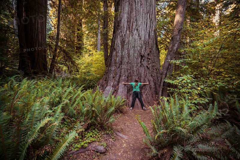 Young woman embracing a thick Sequoia sempervirens (Sequoia sempervirens)