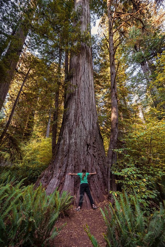 Young woman embracing a thick Sequoia sempervirens (Sequoia sempervirens)