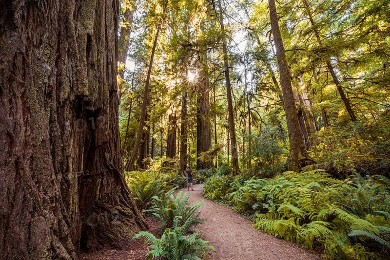 Hiking trail through coastal sequoia forest (Sequoia sempervirens)
