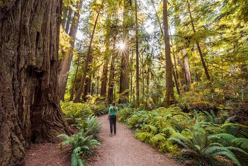 Young woman on a hiking trail through forest with coastal sequoia trees (Sequoia sempervirens) and ferns