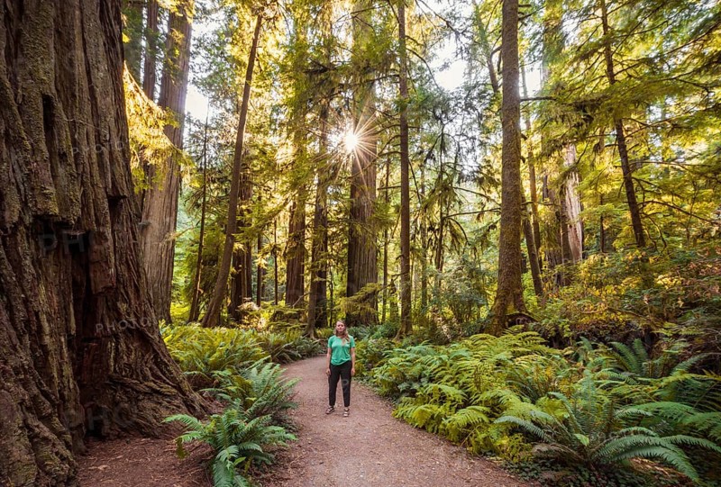 Young woman on a hiking trail through forest with coastal sequoia trees (Sequoia sempervirens) and ferns