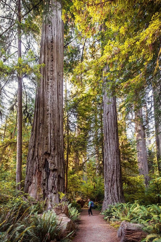 Young woman on a hiking trail through forest with coastal sequoia trees (Sequoia sempervirens) and ferns