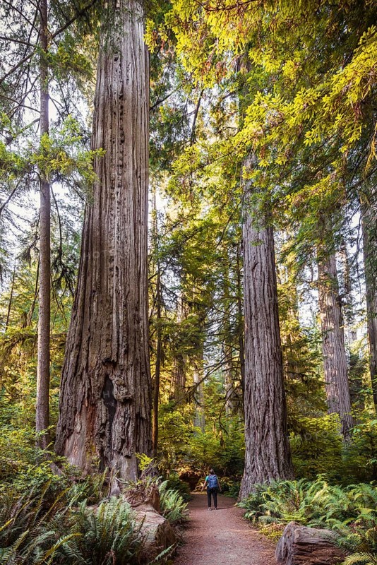 Young woman on a hiking trail through forest with coastal sequoia trees (Sequoia sempervirens) and ferns