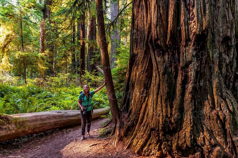 Young woman next to a thick tree trunk of the Sequoia sempervirens (Sequoia sempervirens)