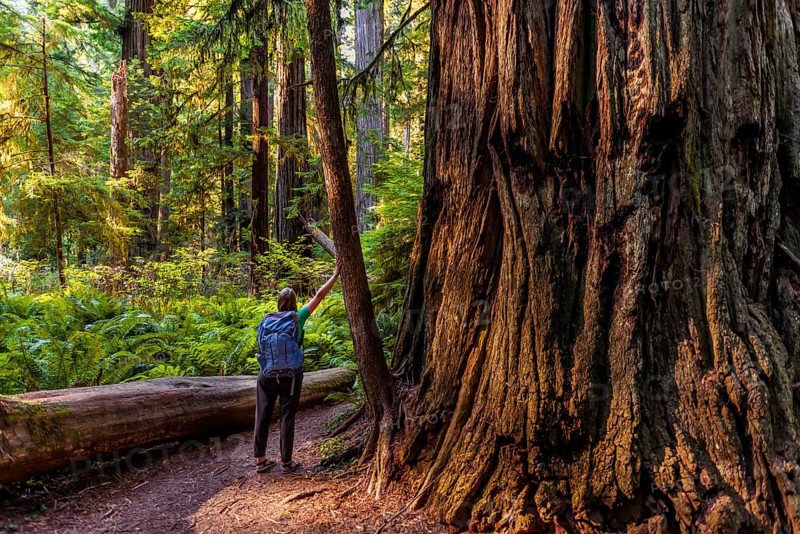 Young woman next to a thick tree trunk of the Sequoia sempervirens (Sequoia sempervirens)