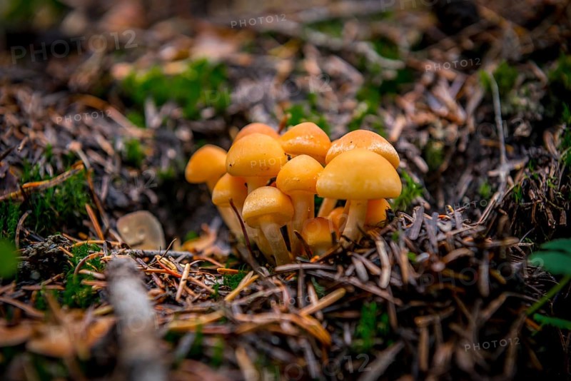 Conifer tufts (Hypholoma capnoides) at the forest floor
