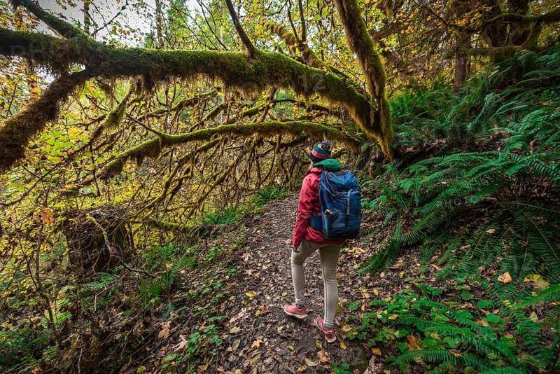 Hiker on hiking trail in rainforest