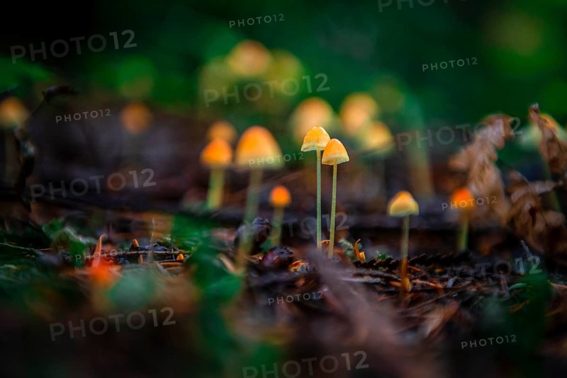 Small yellow Bonnets (Mycena) on forest floor