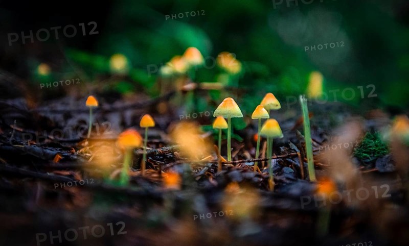 Small yellow Bonnets (Mycena) on forest floor