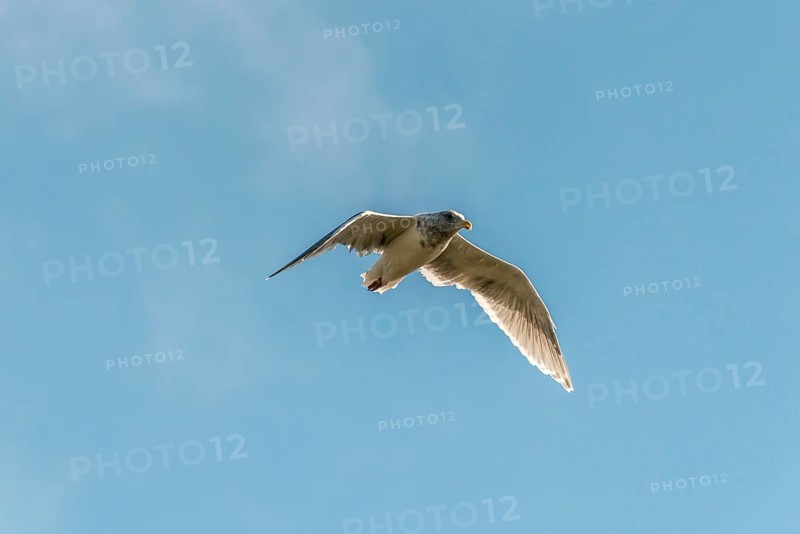 Western Gull (Larus occidentalis)
