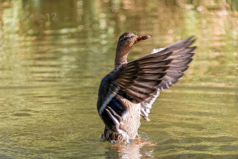 Female mallard (Anas platyrhynchos) in water