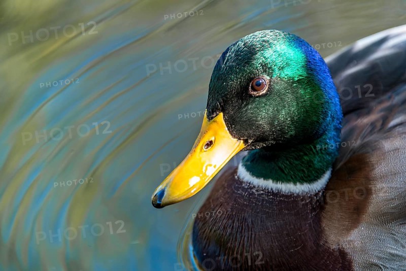 Male mallard (Anas platyrhynchos) in water