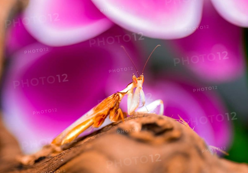 Mantis