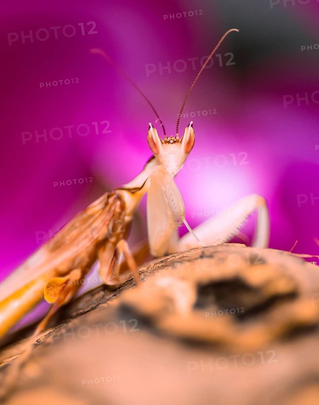 Mantis