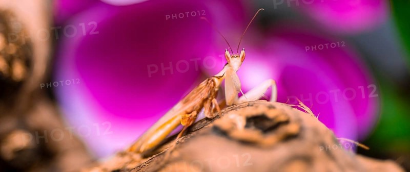 Mantis