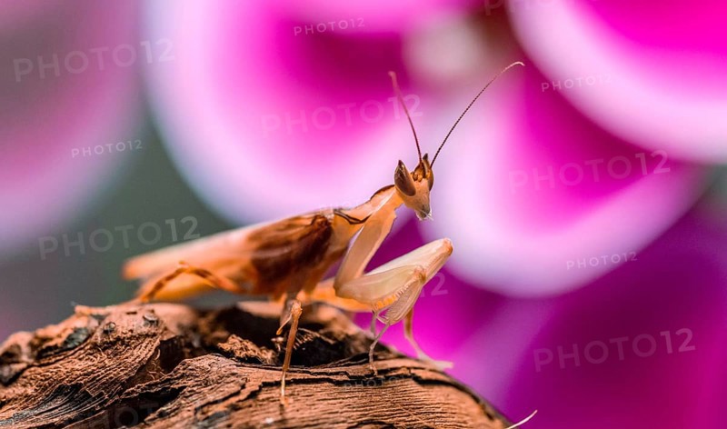 Mantis