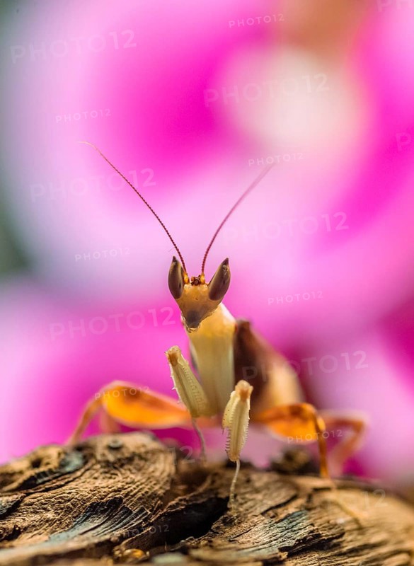 Mantis