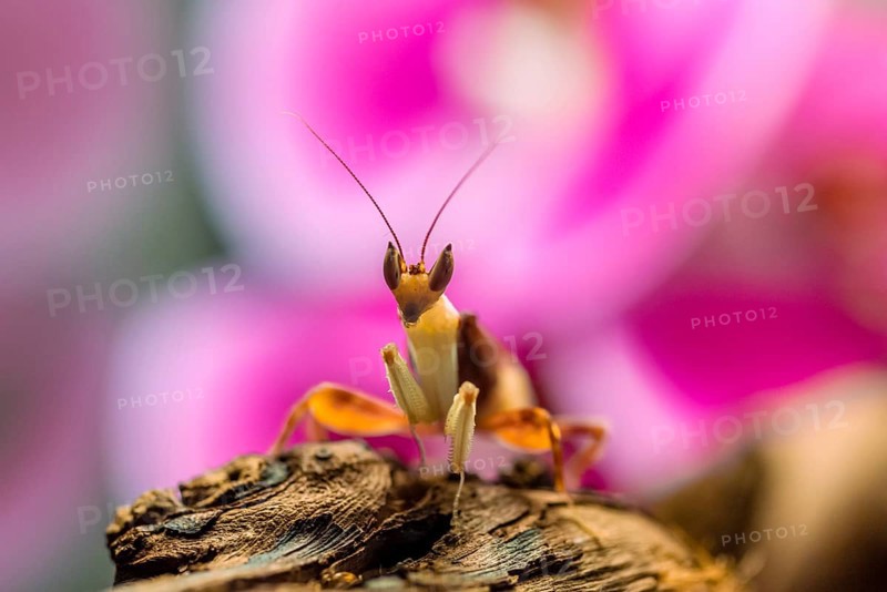 Mantis