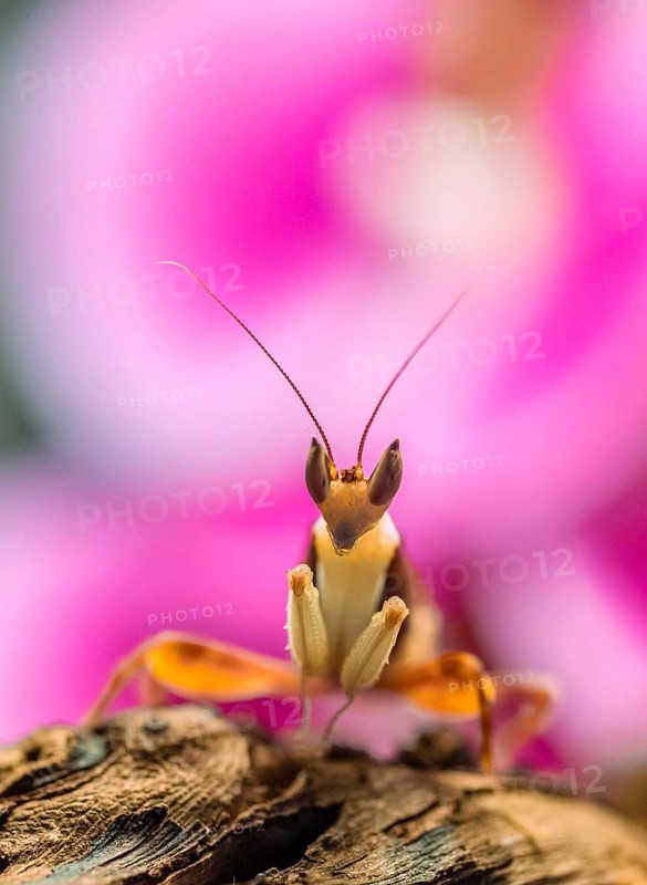 Mantis