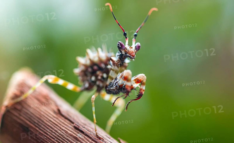 Mantis