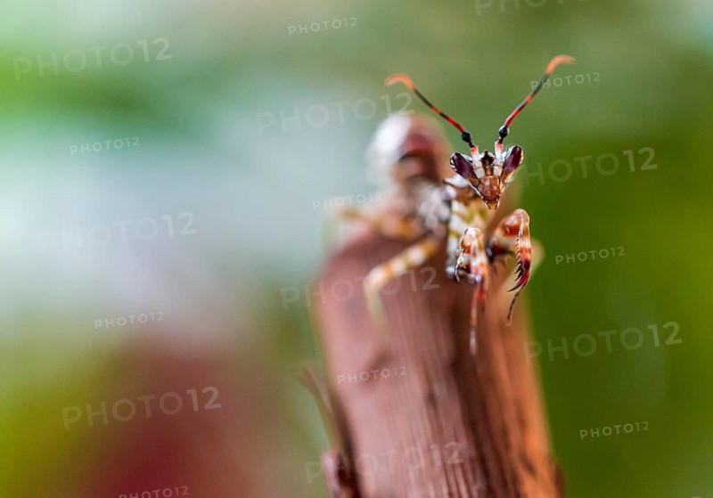 Mantis