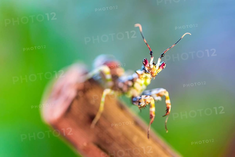 Mantis